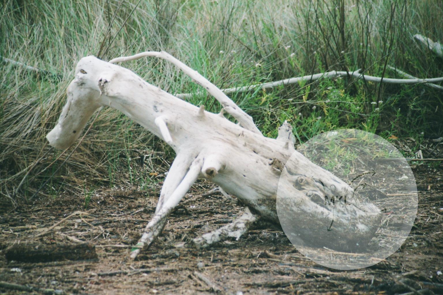 Spirit in the wood