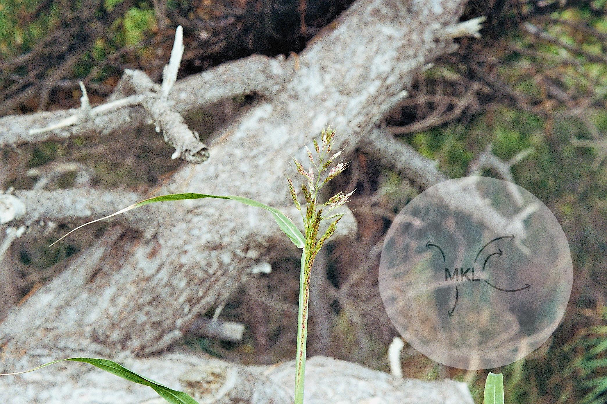 Living gras dead tree