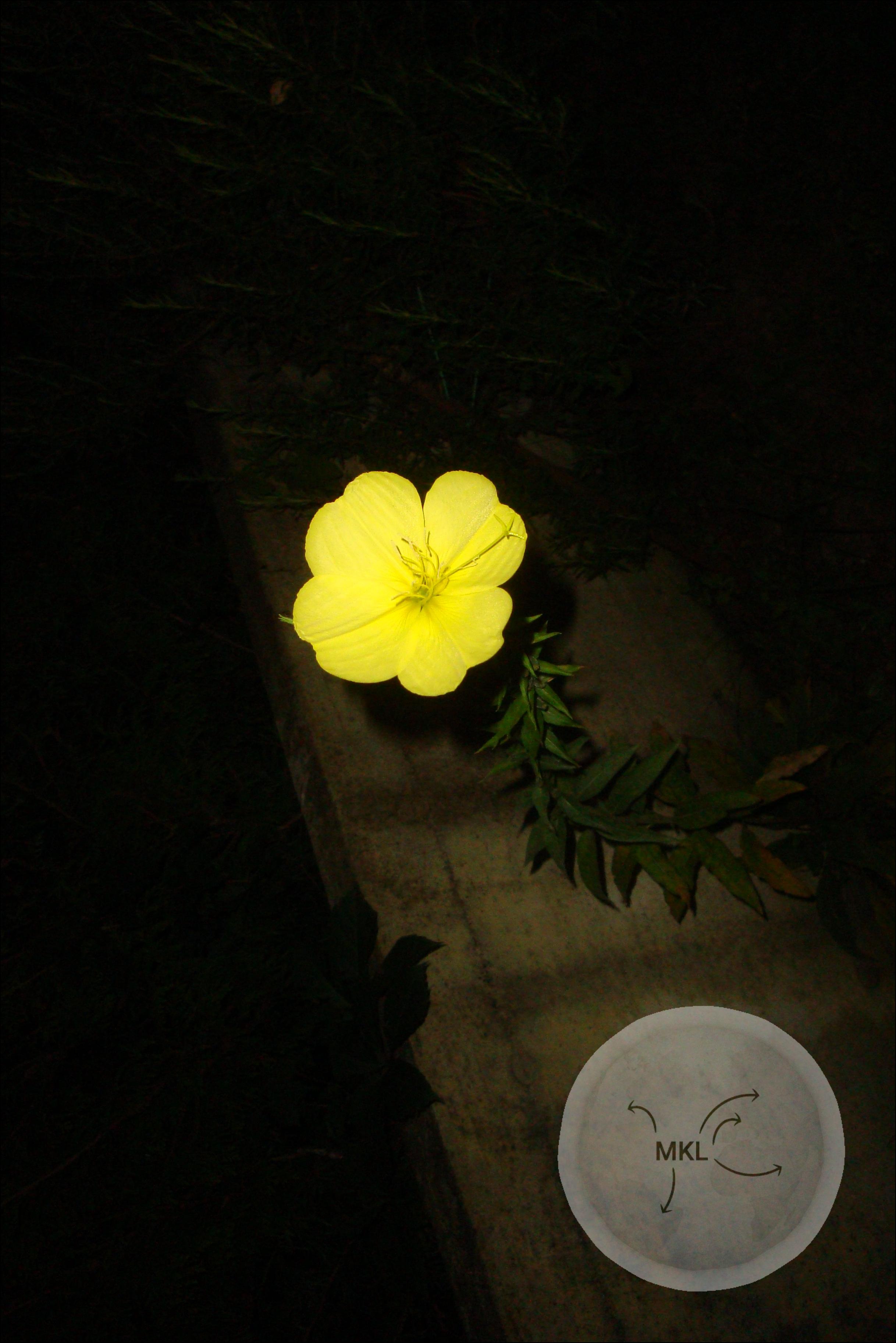 Blume in der Nacht